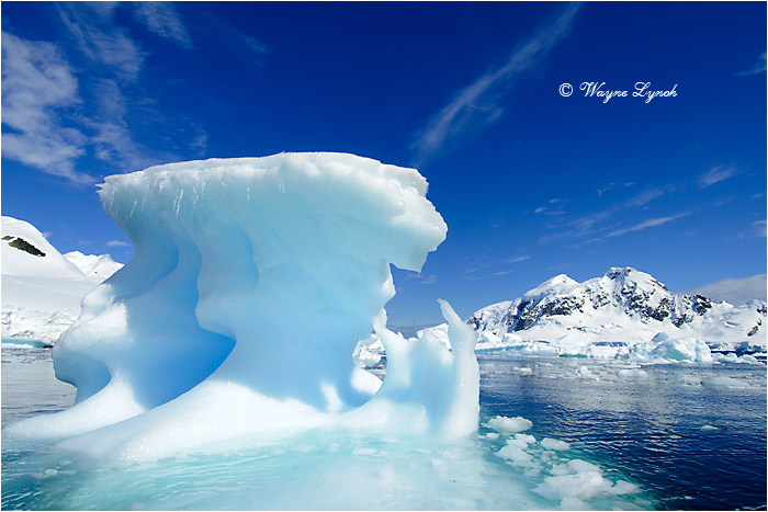 Paradise Bay Antarctic Peninsula 107 by Dr. Wayne Lynch ©